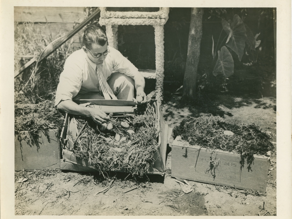 HarryViosca_001 (1523 visits) Harry Lorimer Joachim Viosca Sr.
On back: Harry Viosca Sr. "examining" alligator eggs. HarryViosca_001