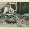 HarryViosca_001 (1523 visits) Harry Lorimer Joachim Viosca Sr.
On back: Harry Viosca Sr. "examining" alligator eggs. HarryViosca_001