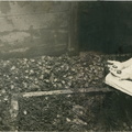 HarryViosca_008 (1486 visits) On back: Miriam Viosca and Turtles. HarryViosca_008