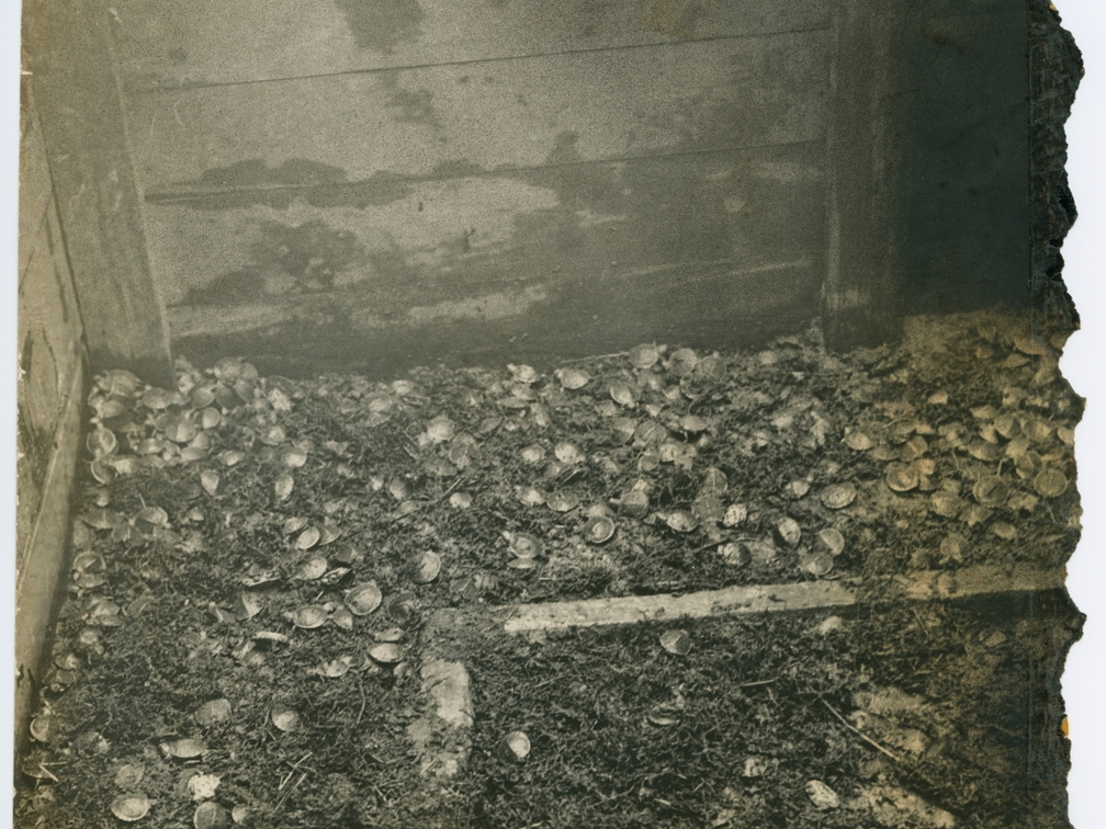 HarryViosca_008l (1238 visits) On back: Miriam Viosca and Turtles. HarryViosca_008l