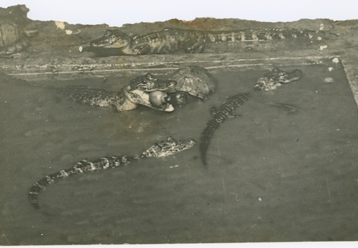 HarryViosca_009bot (1412 visits) Joachim Harrison HARRY Lorimer Viosca Jr playing with alligators. HarryViosca_009bot